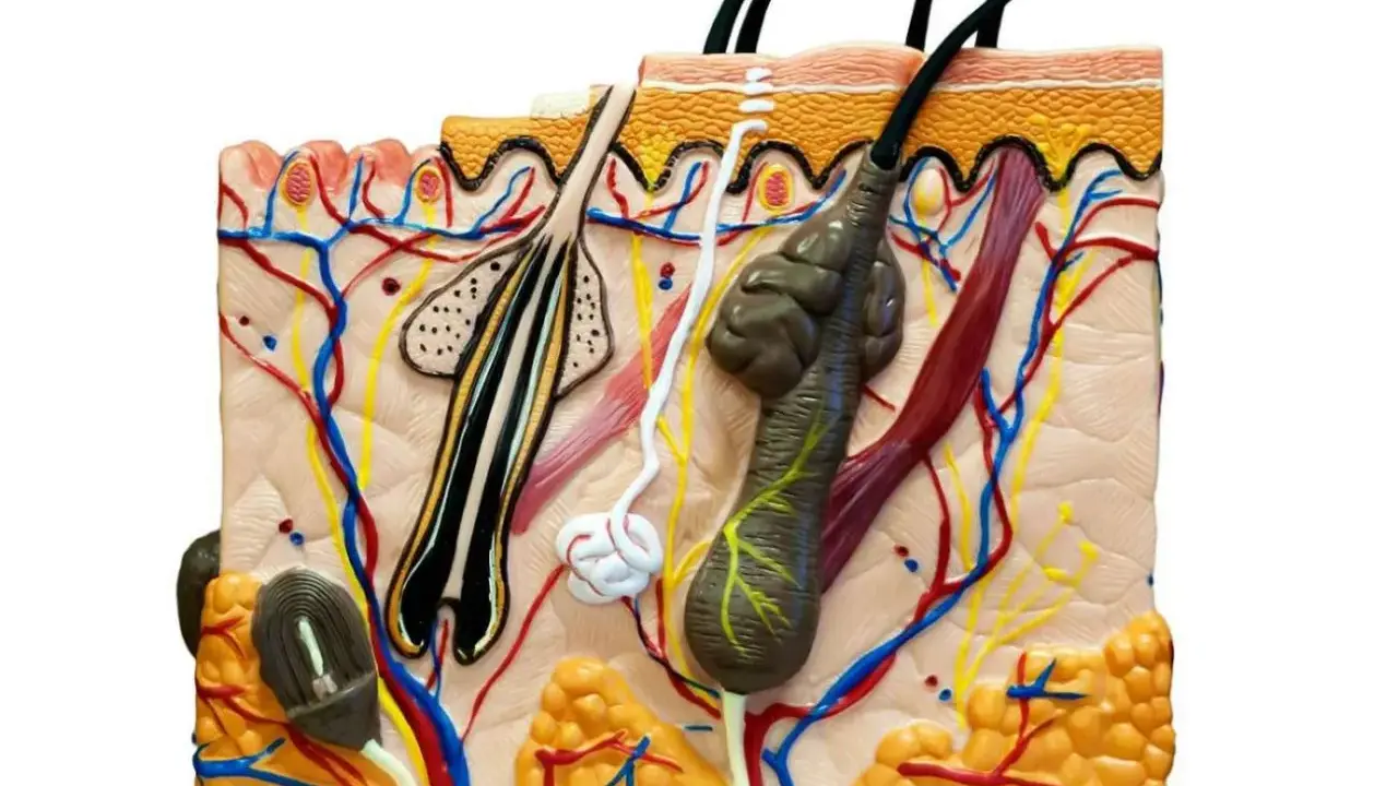 Modello anatomico della pelle che mostra follicoli piliferi, ghiandole sebacee viso, vasi sanguigni e nervi.