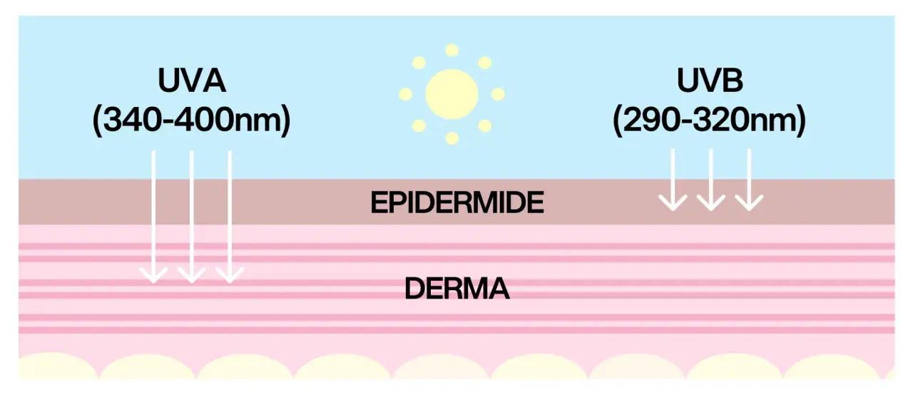 Diagramma che mostra raggi UVA e UVB penetrare la pelle. Capire quando mettere la crema solare è fondamentale per proteggersi.