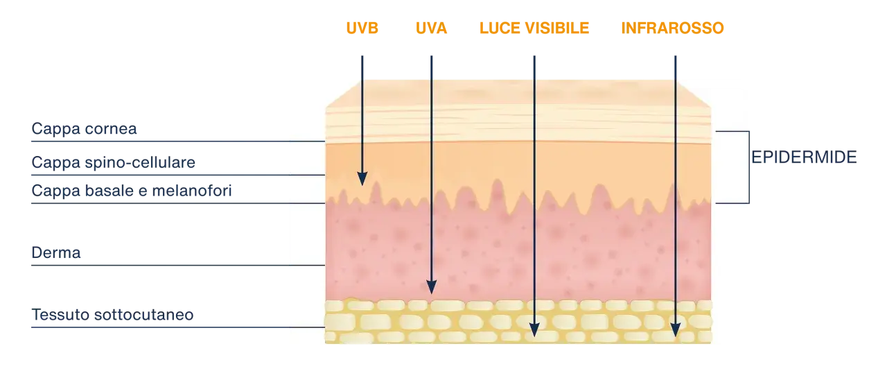Diagramma mostra la penetrazione dei raggi UVB nella pelle, raggiungendo il derma.