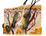 Modello anatomico della pelle che mostra follicoli piliferi, ghiandole sebacee viso, vasi sanguigni e nervi.