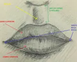 Disegno a matita che illustra come disegnare le labbra, con frecce che indicano philtrum, arco di Cupido, labbro superiore, labbro inferiore e angoli della bocca.