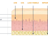 Diagramma mostra la penetrazione dei raggi UVB nella pelle, raggiungendo il derma.