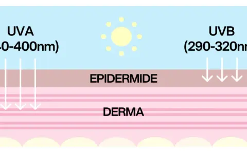 Diagramma che mostra raggi UVA e UVB penetrare la pelle. Capire quando mettere la crema solare è fondamentale per proteggersi.