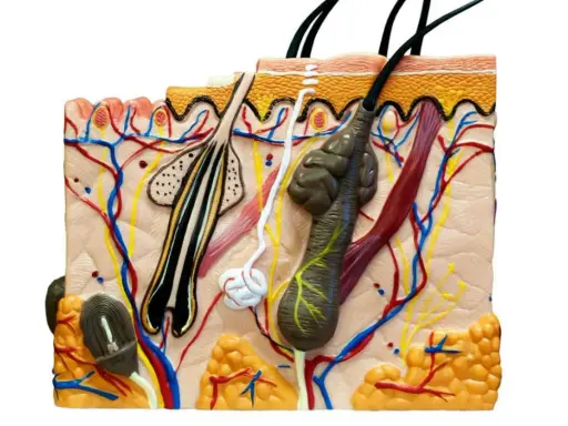 Modello anatomico della pelle che mostra follicoli piliferi, ghiandole sebacee viso, vasi sanguigni e nervi.