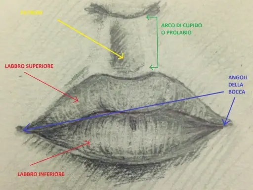Disegno a matita che illustra come disegnare le labbra, con frecce che indicano philtrum, arco di Cupido, labbro superiore, labbro inferiore e angoli della bocca.