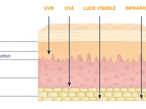 Diagramma mostra la penetrazione dei raggi UVB nella pelle, raggiungendo il derma.