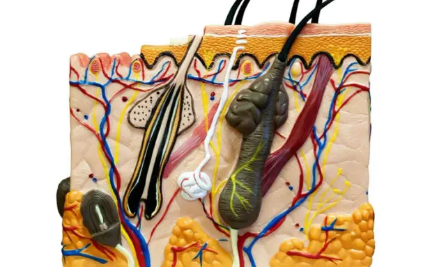 Modello anatomico della pelle che mostra follicoli piliferi, ghiandole sebacee viso, vasi sanguigni e nervi.