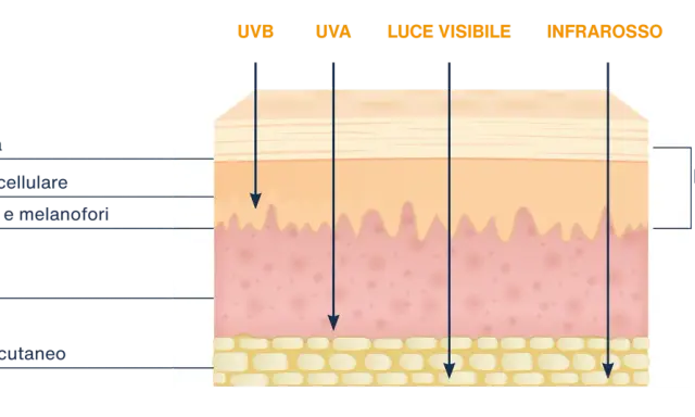 Diagramma mostra la penetrazione dei raggi UVB nella pelle, raggiungendo il derma.