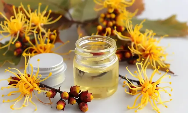 Un vasetto di olio dorato circondato da fiori gialli e boccioli rossi. L'amamelide cos'è? Un rimedio naturale.