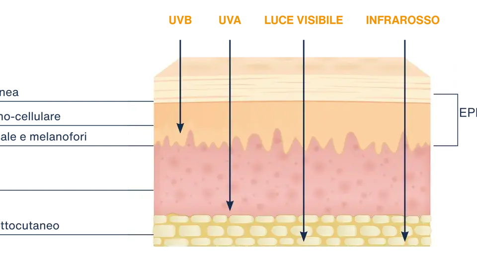 Diagramma mostra la penetrazione dei raggi UVB nella pelle, raggiungendo il derma.