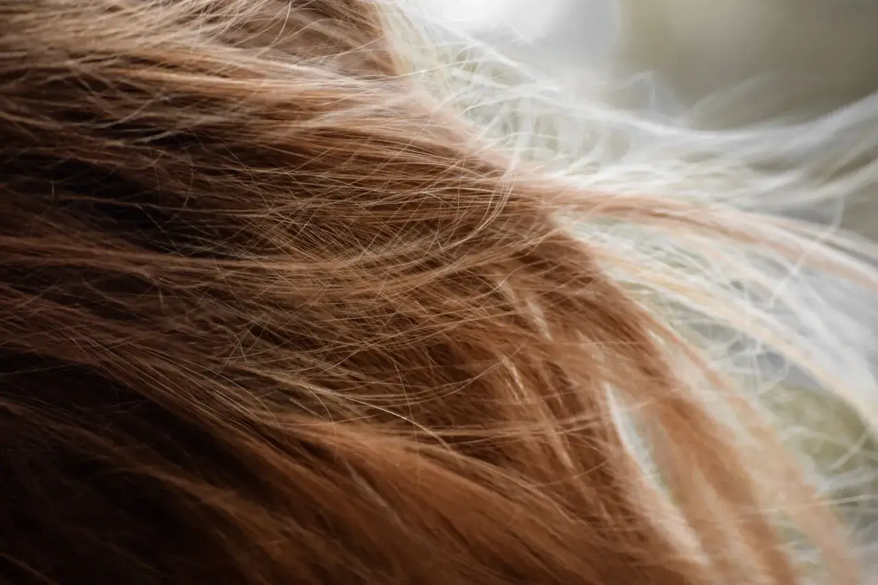 Dettaglio di capelli castano chiari, sfibrati e scompigliati dal vento, che suggeriscono possibili cause di fragilità.