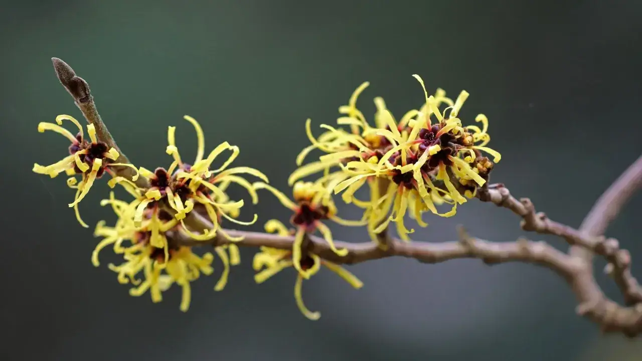 Fiori gialli a forma di nastro sbocciano su un ramo. L'amamelide, cos'è? Una pianta dai fiori unici che annunciano la primavera.