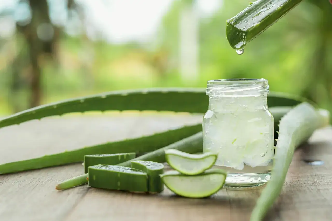 Gel di aloe vera puro gocciola da una foglia in un barattolo. Ottimo rimedio naturale per la dermatite seborroica.